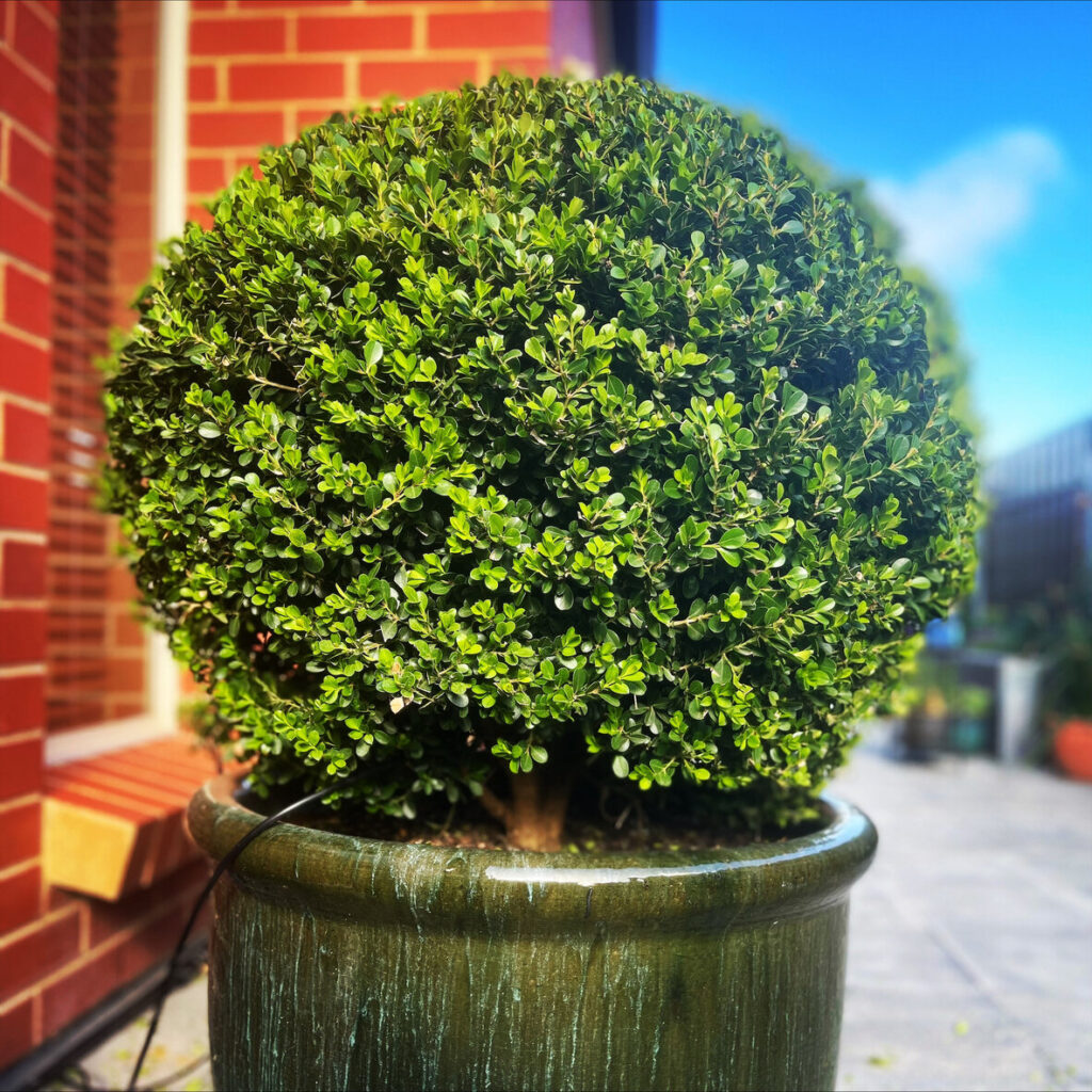 beautiful topiary plant by joel marsh landscape design