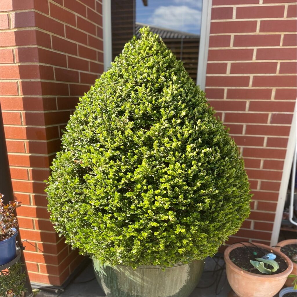 close up view of topiary plant