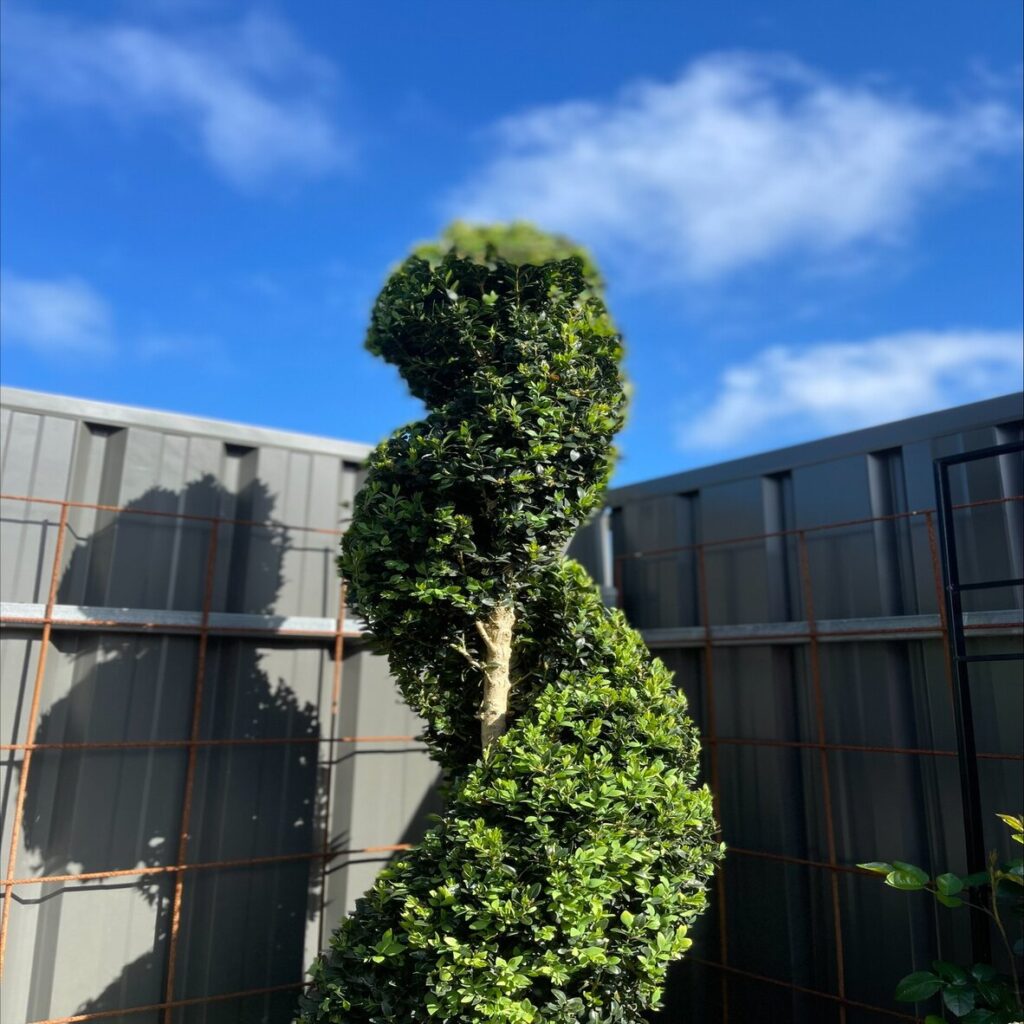 topiary plant