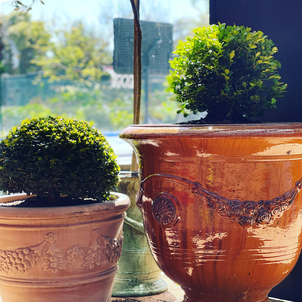 two vase with topiary decorated plants